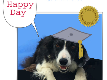 Selling: Border Collie Graduation Greeting Card