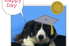 Selling: Border Collie Graduation Greeting Card