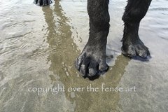Selling: Labrador Toes in the Sand  Photo Greeting Card