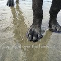 Selling: Labrador Toes in the Sand  Photo Greeting Card