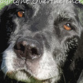 Selling: Sweet Black Labrador Photo Greeting Card