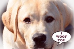 Selling: Happy Labrador Photo Greeting Card