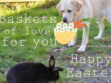 Selling: Labrador Photo Greeting Card