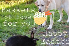 Selling: Labrador Photo Greeting Card