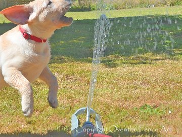 Selling: Labrador Photo Greeting Card
