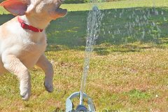 Selling: Labrador Photo Greeting Card