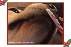 Selling: Labrador Christmas Card