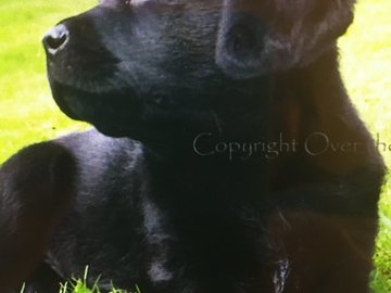 Selling: Labrador Photo Greeting Card