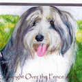 Selling: Bearded Collie Photo Greeting Card