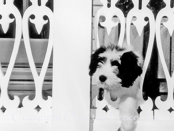 Selling: Bearded Collie Photo Greeting Card