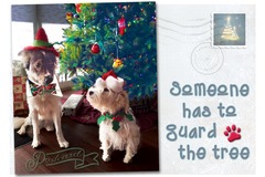 Selling: Someone Has to Guard the Tree