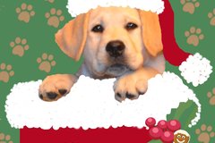 Selling: Christmas Card Baby Labrador in Stocking