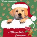 Selling: Christmas Card Baby Labrador in Stocking