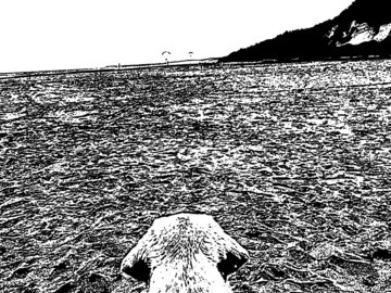 Selling: Labrador Greeting Card Lab watches paraglider on beach