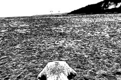 Selling: Labrador Greeting Card Lab watches paraglider on beach