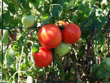 pay online or by mail: Earlirouge canning tomato