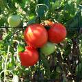 pay online or by mail: Earlirouge canning tomato