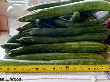 pay online or by mail: Japanese Long Pickling cucumber