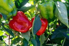 pay online or by mail: Earliest Red Sweet Pepper