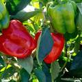 pay online or by mail: Earliest Red Sweet Pepper
