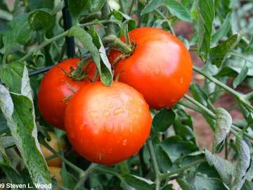 pay online or by mail: Moira canning tomato