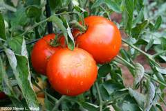 pay online or by mail: Moira canning tomato