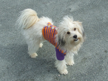 Vente au détail: manteau pour chiens tricoté mains
