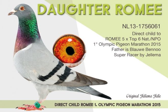 Double Invictus 731 : Petite-Fille INVICTUS AS Européen 2015