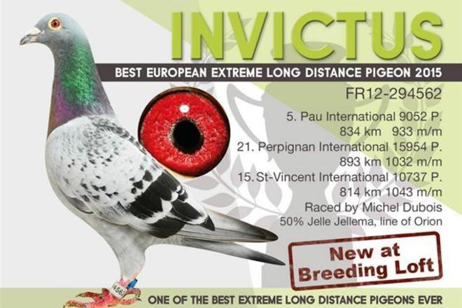 Double Invictus 731 : Petite-Fille INVICTUS AS Européen 2015