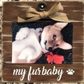 Selling: Our Fur Baby or My Fur Baby Frame