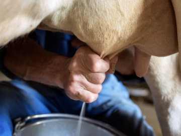 Workshop Angebot (Stundenbasis): Kuh melken und Kälber tränken