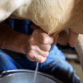 Workshop offering (hourly basis): Kuh melken und Kälber tränken