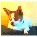 Selling: Adorable Chihuahua Photo Greeting Card