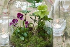 Workshop Angebot (Termine): Pflanzen-Terrarium machen