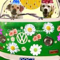 Selling: Celebrating Labradors Ride in a VW van