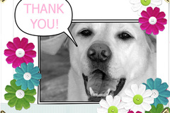 Selling: Thank you greeting card. Labrador extends a thank you.