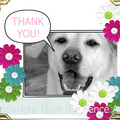 Selling: Thank you greeting card. Labrador extends a thank you.
