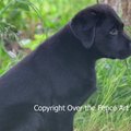 Selling: Beautiful Black Labrador Puppy Photo Greeting Card
