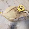 Selling with online payment: 2010 Dodge Journey - Coolant Tank