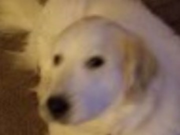   : Lily 