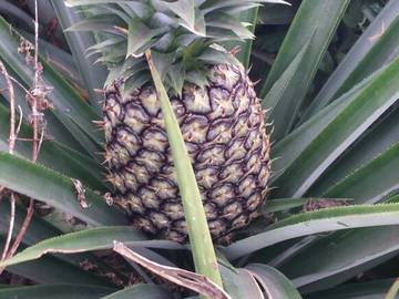 Sell: Ananas Pain de sucre
