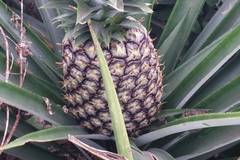 Sell: Ananas Pain de sucre