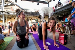 Request To Book & Pay In-Person (hourly/per party package pricing): Happy Goat Yoga Parties