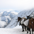 Demande de devis: Transhumance and Horseback trek in Tusheti - Georgia