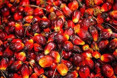 Sell: Huiles de  palme 