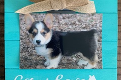 Selling: Corgi Frame