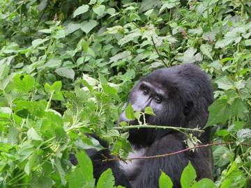 Book (with online payment): Gorilla Trekking safaris - Uganda 