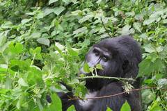 Book (with online payment): Gorilla Trekking safaris - Uganda 