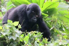 Book (with online payment): Primate Safari Chimpanzee and Gorilla trekking - Uganda