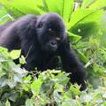 Réserver (avec paiement en ligne): Primate Safari Chimpanzee and Gorilla trekking - Uganda